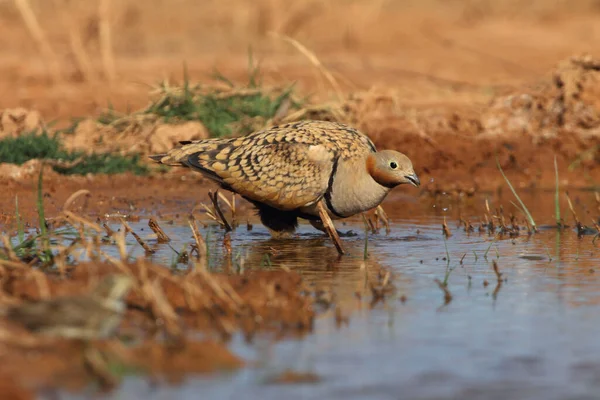 Schwarzbauch Auerhahn Männchen Frühmorgens Einem Wasserpunkt Sommer — Stockfoto