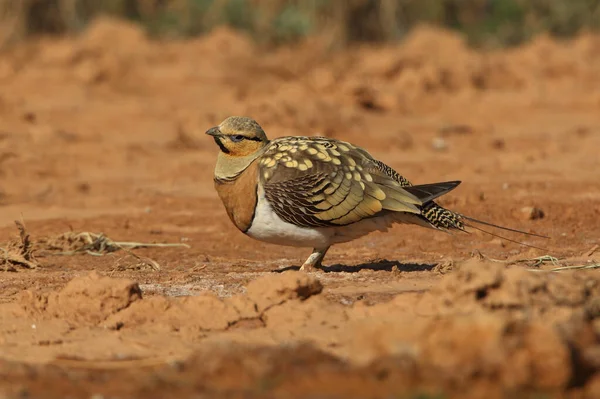 Pin Tailed Sandgrouse Macho Ponto Água Hora Verão Seco Pterocles — Fotografia de Stock