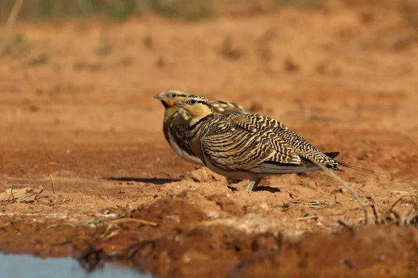 Pin-tailed sandgrouse male and female at a water point in summer with the first light of day