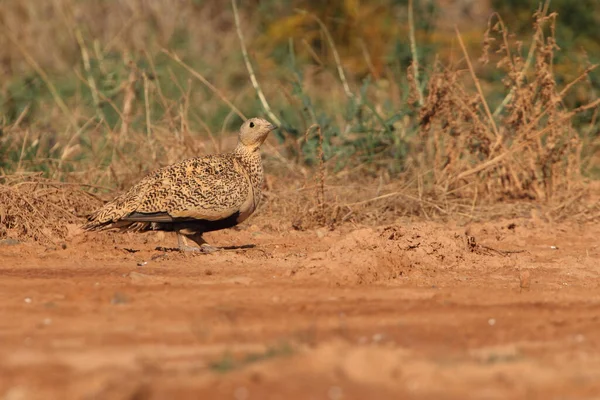 Black Bellied Sandgrouse Female Early Day Water Point Summer — Stock Photo, Image