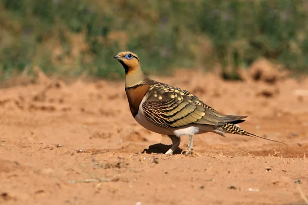 Pin-tailed sandgrouse male at a water point in the dry summer time, Pterocles alchata