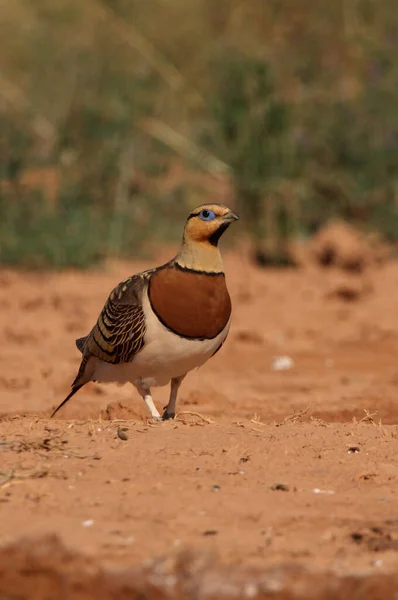 Pin-tailed sandgrouse male at a water point in the dry summer time, Pterocles alchata