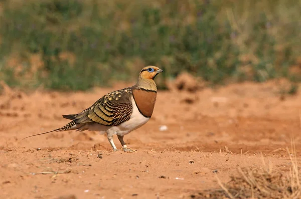 Pin-tailed sandgrouse male at a water point in the dry summer time, Pterocles alchata