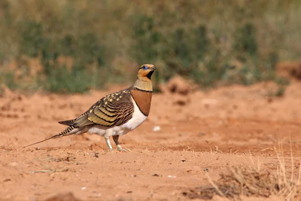 Pin-tailed sandgrouse male at a water point in the dry summer time, Pterocles alchata