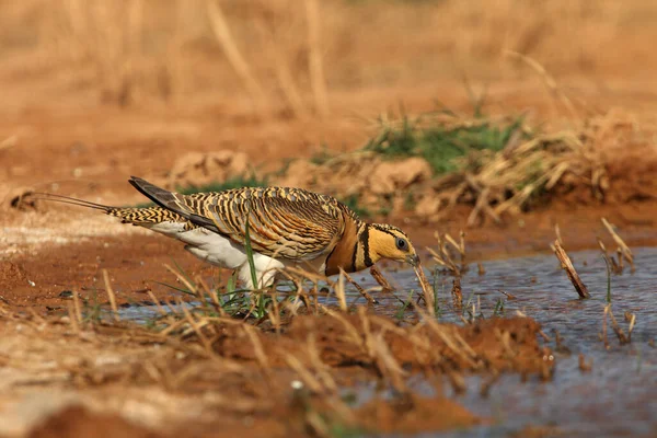 Pin-tailed sandgrouse female Early in the day at a water point in summer