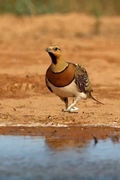 Pin Tailed Sandgrouse Macho Ponto Água Hora Verão Seco Pterocles — Fotografia de Stock