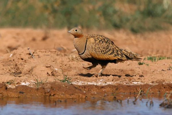 Preto Barriga Sandgrouse Macho Início Dia Ponto Água Verão — Fotografia de Stock