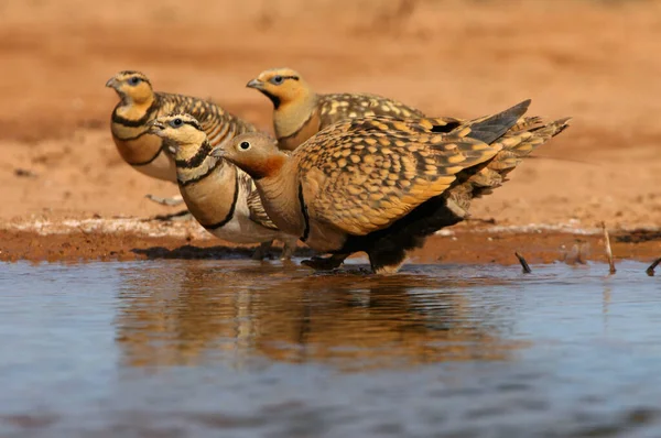 Black-bellied sandgrouse and, Pin-tailed sandgrouse at a water point in summer with the first light of day