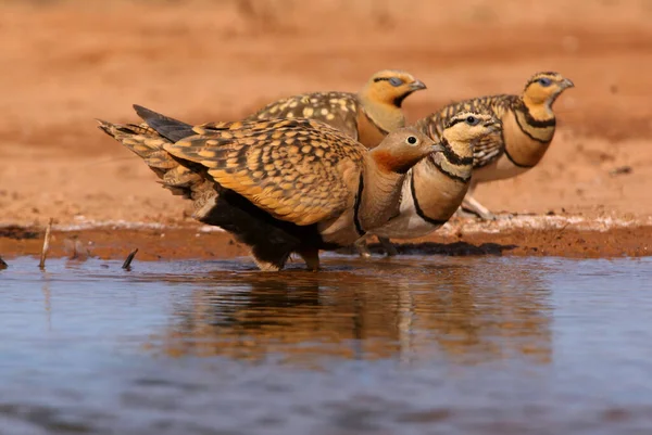 Black-bellied sandgrouse and, Pin-tailed sandgrouse at a water point in summer with the first light of day