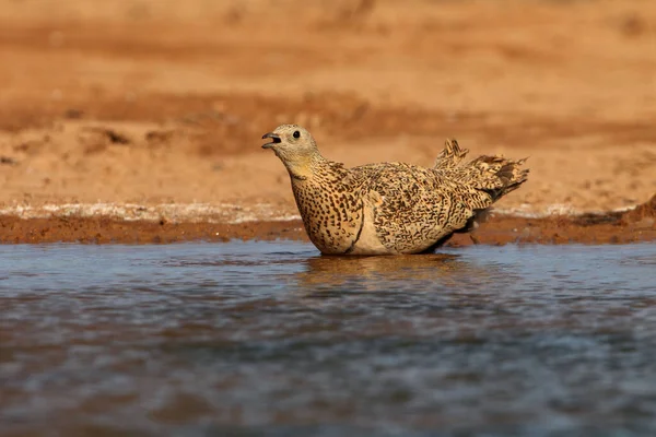 Schwarzbauch Auerhahn Weibchen Frühmorgens Einem Wasserpunkt Sommer — Stockfoto