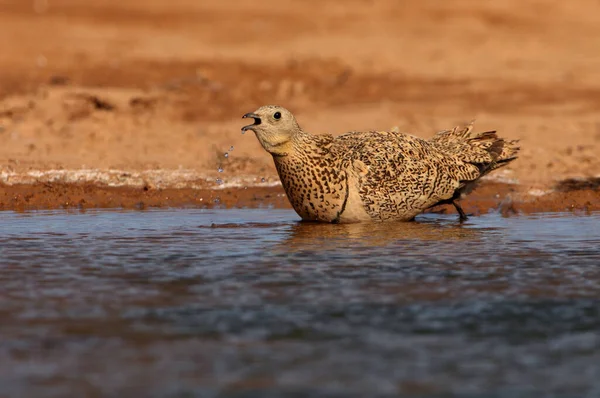 Schwarzbauch Auerhahn Weibchen Frühmorgens Einem Wasserpunkt Sommer — Stockfoto