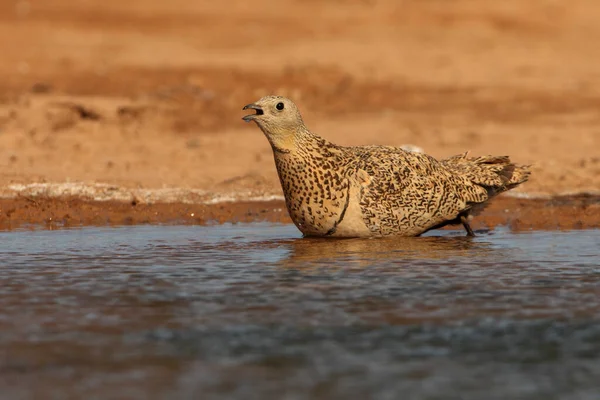 Schwarzbauch Auerhahn Weibchen Frühmorgens Einem Wasserpunkt Sommer — Stockfoto