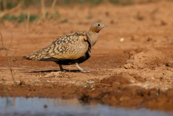 Schwarzbauch Auerhahn Männchen Frühmorgens Einem Wasserpunkt Sommer — Stockfoto