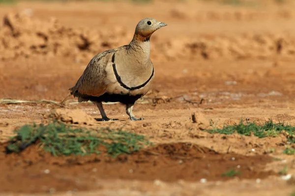 Preto Barriga Sandgrouse Macho Início Dia Ponto Água Verão — Fotografia de Stock