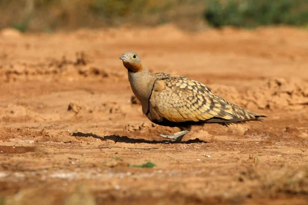 Preto Barriga Sandgrouse Macho Início Dia Ponto Água Verão — Fotografia de Stock