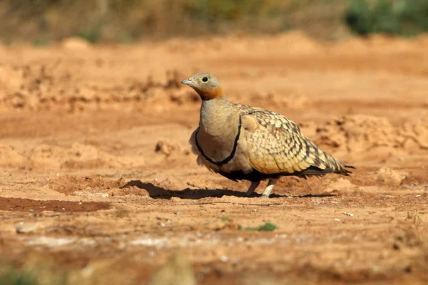 Svartmagad Sandripa Hane Tidigt Dagen Vid Vattenpunkt Sommaren — Stockfoto