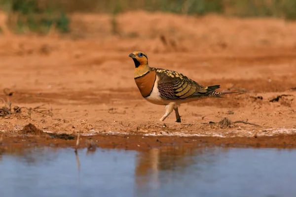 Pin-tailed sandgrouse male at a water point in the dry summer time, Pterocles alchata