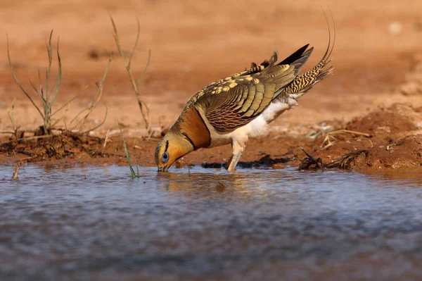 Pin-tailed sandgrouse male at a water point in the dry summer time, Pterocles alchata