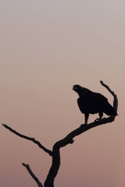 İspanyol İmparatorluk Kartalı, günün ilk ışıklarıyla yetişkin erkek.