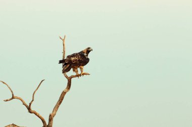 İspanyol İmparatorluk Kartalı 'nın beş yaşındaki dişisi günün ilk ışıklarıyla