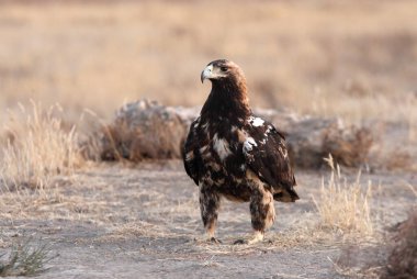 İspanyol İmparatorluk Kartalı 'nın beş yaşındaki dişisi günün ilk ışıklarıyla