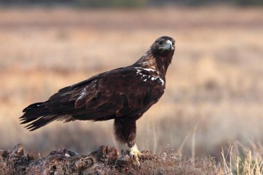 İspanyol İmparatorluk Kartalı, günün ilk ışıklarıyla yetişkin erkek.