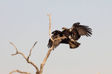 İspanyol İmparatorluk Kartalı erkeği günün ilk ışıklarıyla uçuyor.