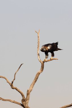 İspanyol İmparatorluk Kartalı, günün ilk ışıklarıyla yetişkin erkek.