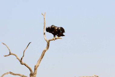 İspanyol İmparatorluk Kartalı, günün ilk ışıklarıyla yetişkin erkek.