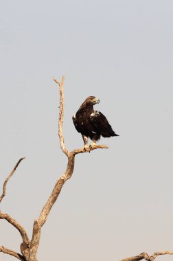 İspanyol İmparatorluk Kartalı, günün ilk ışıklarıyla yetişkin erkek.