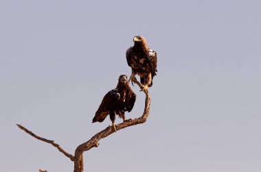Beş yaşında kadın, günün ilk ışıklarıyla İspanyol İmparatorluk Kartalı 'nın yetişkin bir erkeği.