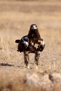 İspanyol İmparatorluk Kartalı 'nın beş yaşındaki dişisi günün ilk ışıklarıyla