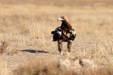 İspanyol İmparatorluk Kartalı 'nın beş yaşındaki dişisi günün ilk ışıklarıyla
