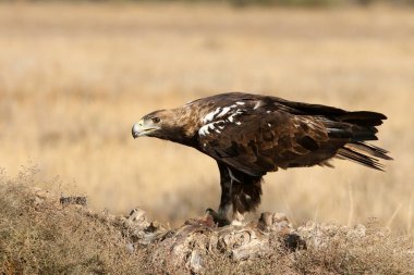 İspanyol İmparatorluk Kartalı, günün ilk ışıklarıyla yetişkin erkek.