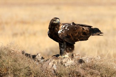 İspanyol İmparatorluk Kartalı, günün ilk ışıklarıyla yetişkin erkek.