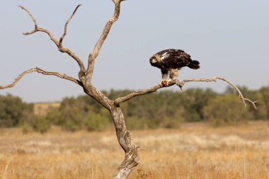 İspanyol İmparatorluk Kartalı 'nın beş yaşındaki dişisi günün ilk ışıklarıyla