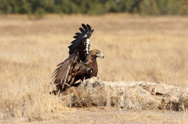İspanyol İmparatorluk Kartalı, günün ilk ışıklarıyla yetişkin erkek.