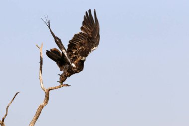 İspanyol İmparatorluk Dişi Kartalı 5 yaşında günün ilk ışıklarıyla uçuyor.