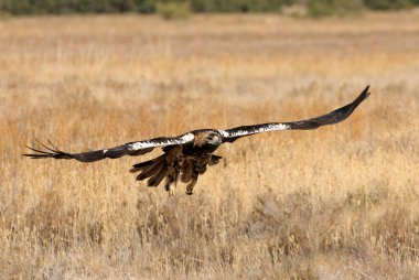İspanyol İmparatorluk Dişi Kartalı 5 yaşında günün ilk ışıklarıyla uçuyor.