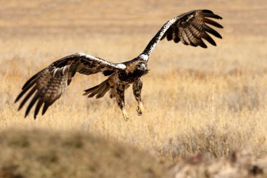 İspanyol İmparatorluk Dişi Kartalı 5 yaşında günün ilk ışıklarıyla uçuyor.