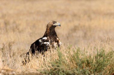 İspanyol İmparatorluk Kartalı 'nın beş yaşındaki dişisi günün ilk ışıklarıyla