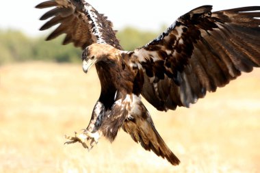 İspanyol İmparatorluk Kartalı erkeği günün ilk ışıklarıyla uçuyor.