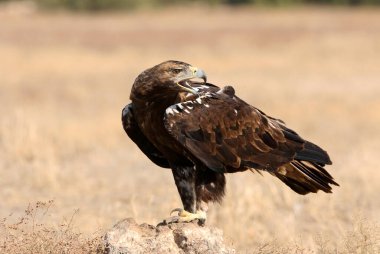 İspanyol İmparatorluk Kartalı, günün ilk ışıklarıyla yetişkin erkek.