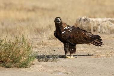 İspanyol İmparatorluk Kartalı, günün ilk ışıklarıyla yetişkin erkek.
