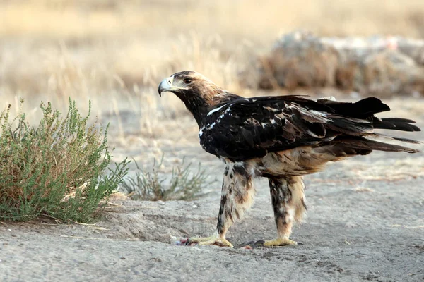 Femme Cinq Ans Aigle Impérial Espagnol Avec Première Lumière Jour — Photo