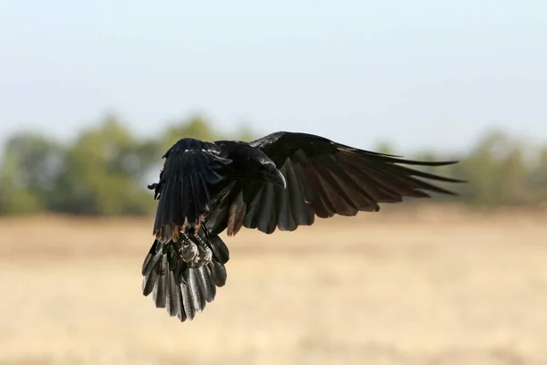 Gewöhnlicher Rabe Fliegt Frühmorgens — Stockfoto