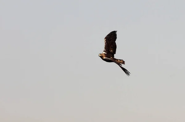 Espanhol Imperial Eagle Macho Voando Com Primeira Luz Dia — Fotografia de Stock