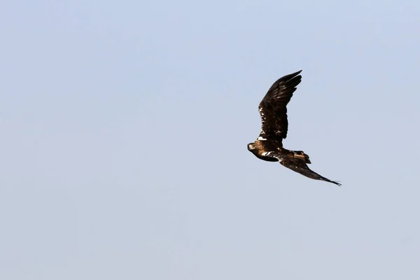 Espanhol Imperial Eagle Macho Voando Com Primeira Luz Dia — Fotografia de Stock
