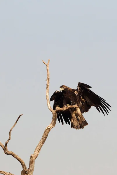 Aigle Impérial Espagnol Mâle Volant Avec Première Lumière Jour — Photo