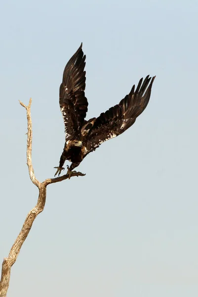 Espanhol Imperial Eagle Macho Voando Com Primeira Luz Dia — Fotografia de Stock